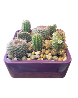 A miniature cactus garden arrangement from Ashley's Florist, featuring various cacti in a decorative container