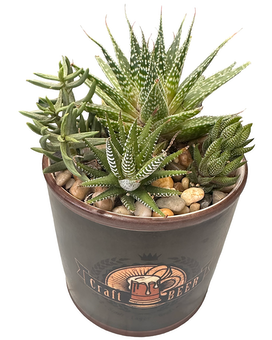 A succulent arrangement creatively planted in a craft beer tin at Ashley's Florist